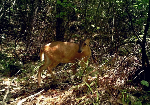 Qinling Zhongnanshan UNESCO Global Geopark and WWF discover many kinds of rare wild animals