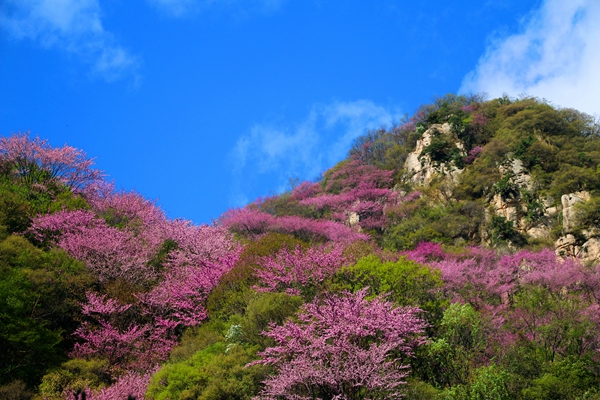 畅游紫荆花海，感受大美秦岭”2020年第十六届紫荆花季暨秦岭旅游文化节在秦岭终南山太平景区开幕